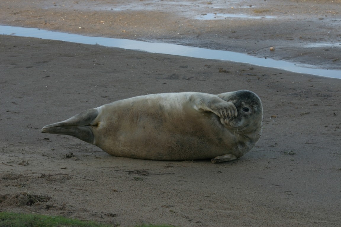 Seal Pup On Sand